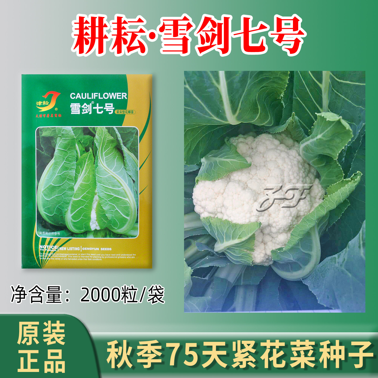 菜花种子雪剑7号紧花菜花椰菜蔬菜种籽秋季中熟75天实花硬花种子