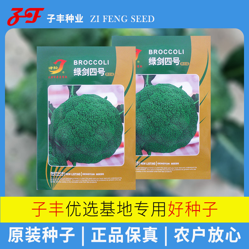 秋季65天小米粒西兰花种子