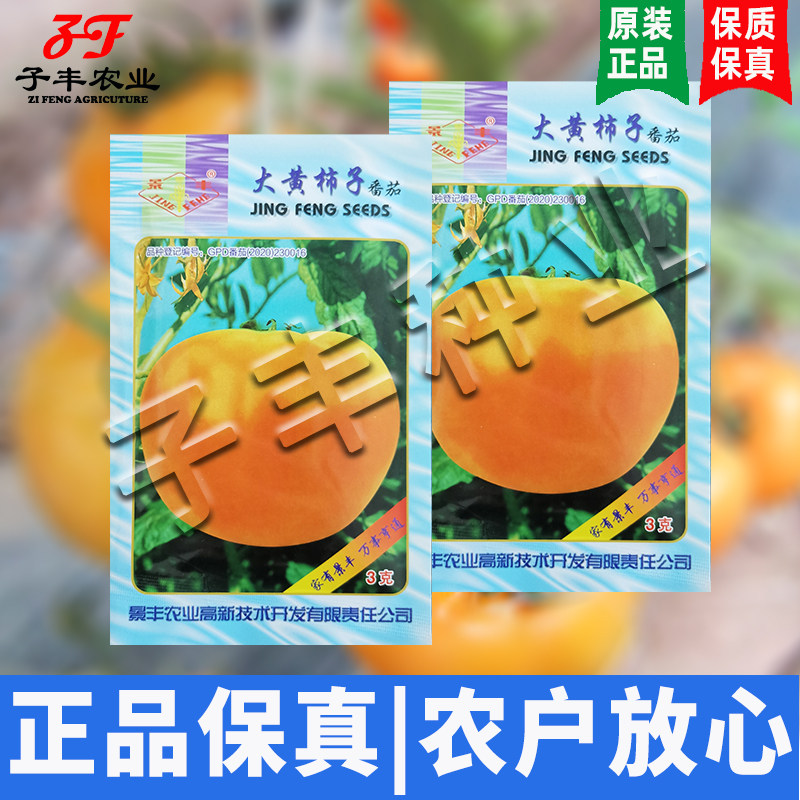 东北景丰大黄柿子种子肉厚多汁沙瓤春季秋季四季水果黄色西红柿籽