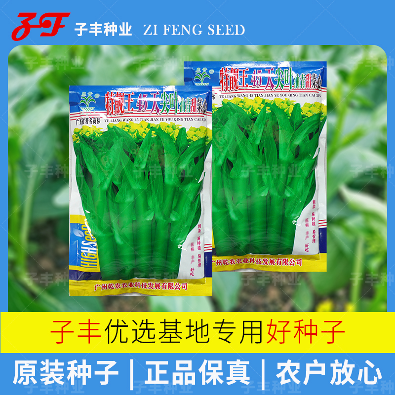 油青尖叶耐热早熟45天菜心种子