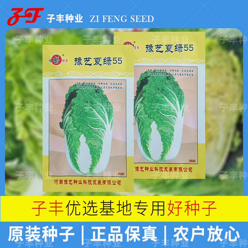 夏季耐热大白菜种子合集夏绿55天秋季农家耐高温黄心薄帮白菜种籽