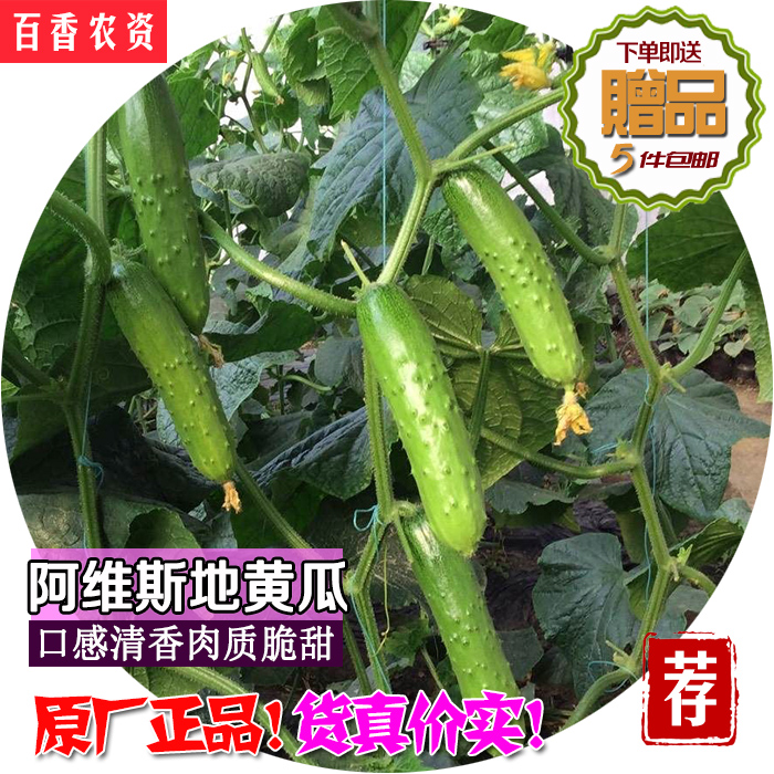 阿维斯地黄瓜种子阳台盆栽四季不搭架迷你型水果黄瓜青瓜蔬菜种子|msdalam kategori penghantaran bunga/bunga simulasi/tumbuhan berkebun, bunga/Buah-buahan dan sayur-sayuran/benih rumput (baru), benih rumah berkebun - dari Buy2taobao.com untuk memberikan perkhidmatan ejen Taobao profesional membeli