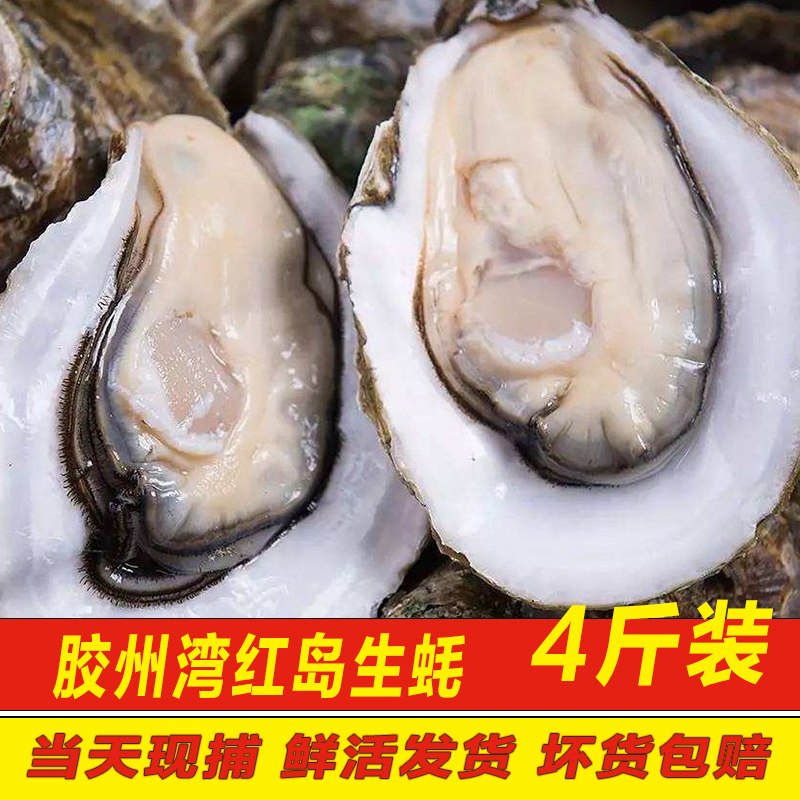 生蚝鲜活特大4斤牡蛎海蛎子