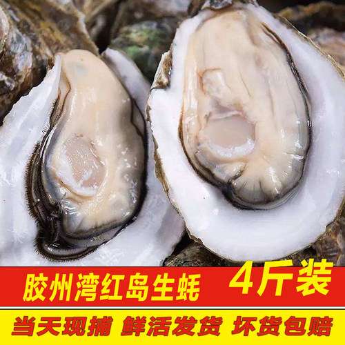 生蚝鲜活特大4斤牡蛎海蛎子