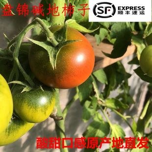盘锦碱地柿子绿腚鹰爪柿子铁皮西红柿草莓番茄丹东顺丰 包邮