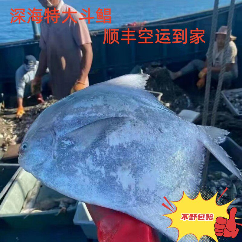 海捕斗鲳深海大斗鲳大尾鲳鱼大平鲳鲳鳊鱼大鲳鱼清蒸大海鱼镜鱼