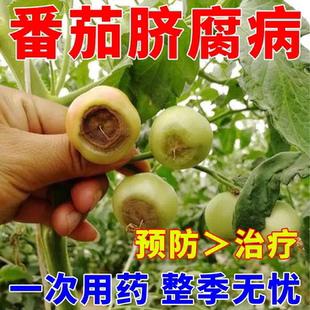 西红柿病毒病专用药番茄脐腐病卷叶病专用药肥料黑斑黄叶腐烂克星