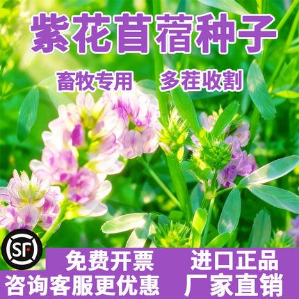 紫花苜蓿种籽四季高产多年生草籽畜牧养殖家禽喜食高蛋白牧草种