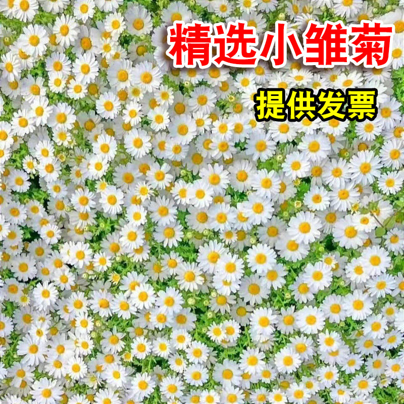 白晶菊小雏菊花种籽子四季植物花草易活室内外盆栽花卉洋甘菊种子