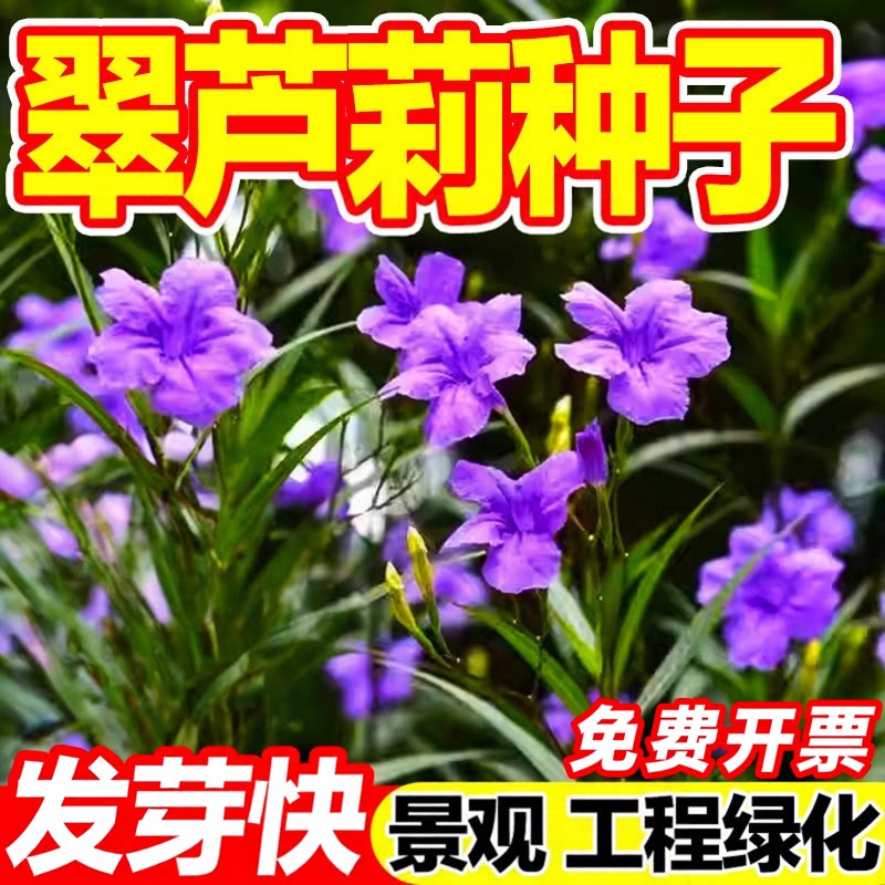 翠芦莉种子阳台庭院开花植物