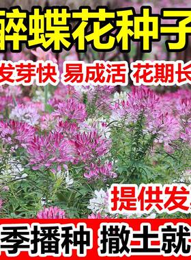 醉蝶花种子多年生易种易活