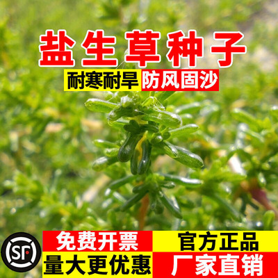 盐生草种子耐旱耐盐碱防风