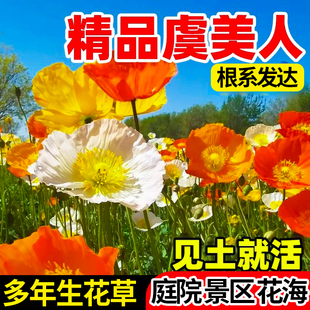 冰岛虞美人花籽格桑花七彩花种籽子多年四季播种开花太阳花卉种子