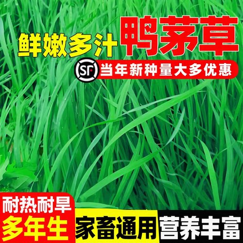 鸭茅草种籽耐寒四季高产多年生果园草籽喂牛羊鸡鸭鹅兔牧草种子