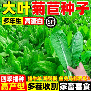 大叶将军菊苣种子草籽牧草多年生四季牲畜养殖畜牧喂猪牛羊鸡