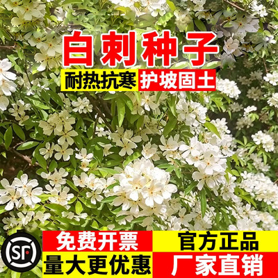 白刺种子耐盐碱耐贫瘠护坡固土
