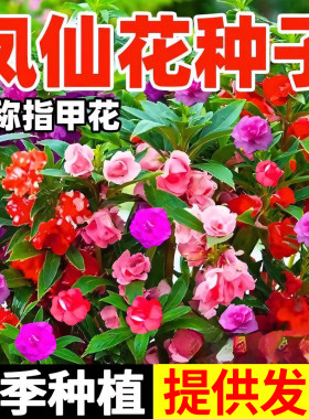 重瓣凤仙花种子四季播开指甲花