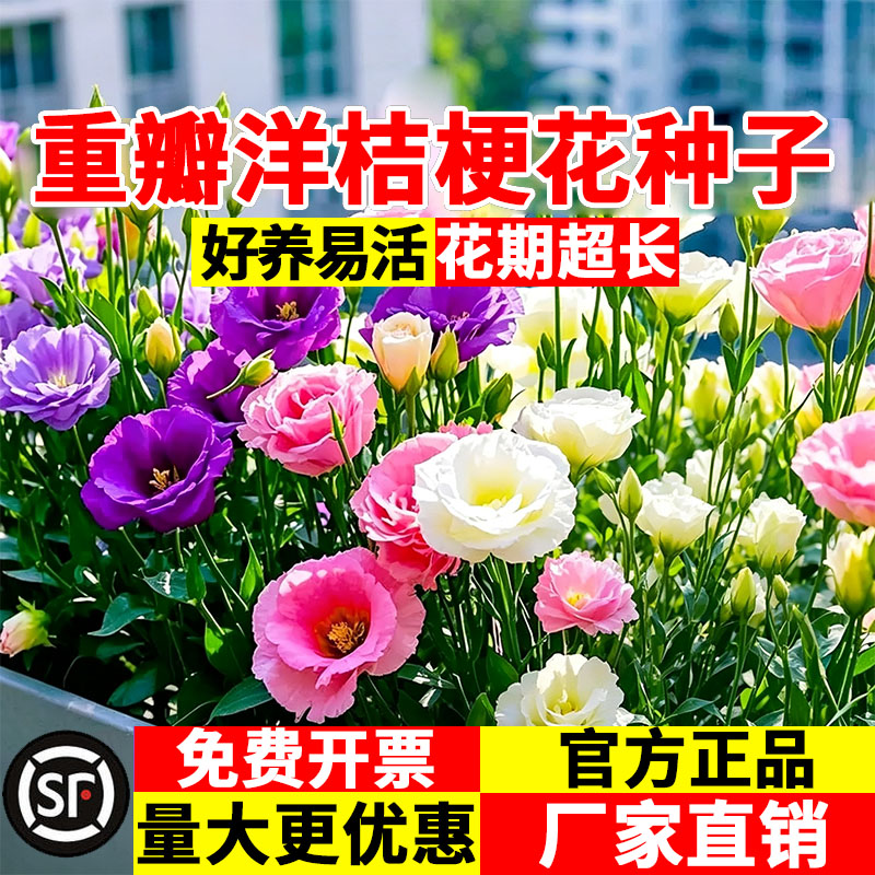 洋桔梗花种子四季可播易养盆栽图片
