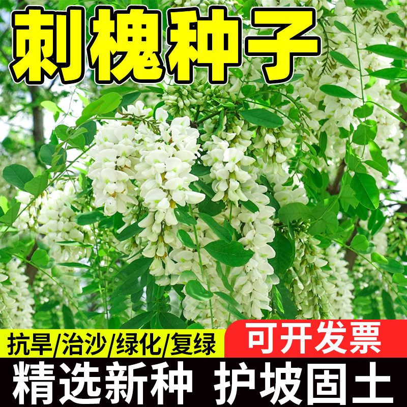 刺槐种子护坡固土草籽草种白花刺槐树香花槐紫穗槐洋槐种籽槐花树