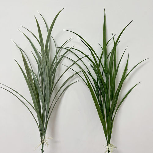 四季凝香兰花叶观叶植物