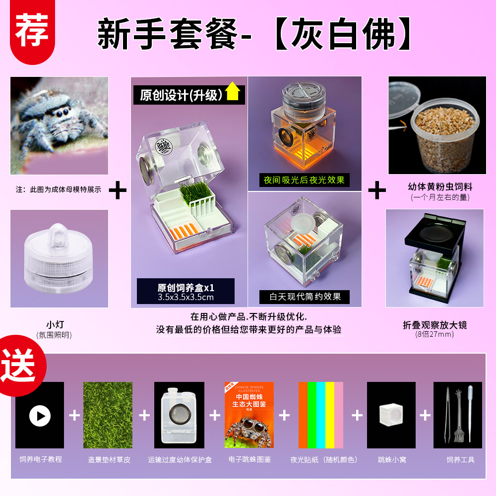 跳蛛宠物佛罗里达跳蛛小蜘蛛灰佛跳蛛橙佛跳蛛卢卡斯异宠蜘蛛爬宠