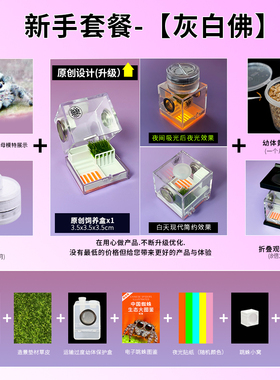 跳蛛宠物佛罗里达跳蛛小蜘蛛灰佛跳蛛橙佛跳蛛卢卡斯异宠蜘蛛爬宠