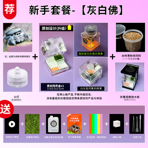 宠物跳蛛桌面迷你简单好饲养