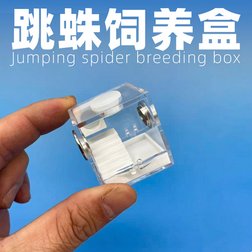 宠物跳蛛佛罗里达蜘蛛饲养盒