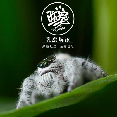 宠物跳蛛斑腹蝇象巨跳