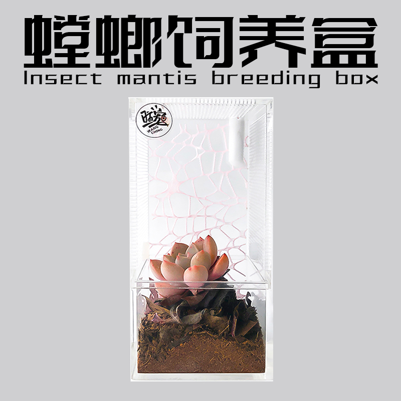 生态雨林桌面mini宠物饲养盒螳螂