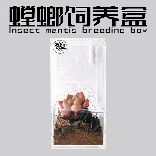 生态雨林桌面mini宠物饲养盒螳螂