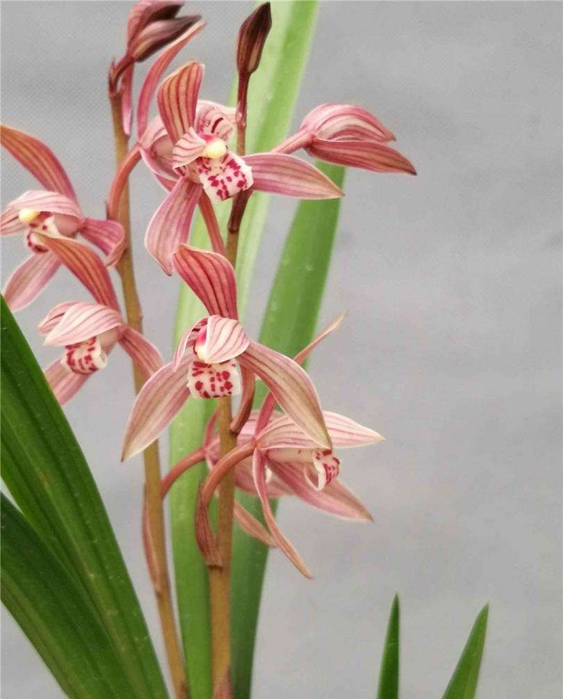 建兰满堂红带花苞红花兰花绿植鲜花浓香花卉一物一拍所见所得