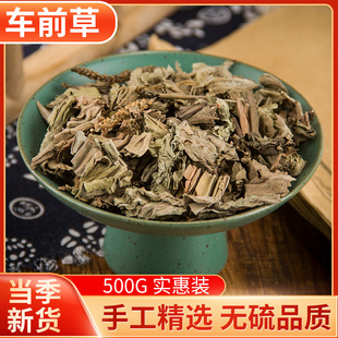 中药材正品新货天然车前草500g克精选无硫野生车前茶牛舌菜中草药