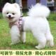 狗狗牵引绳背心式 可调节小型犬中型犬泰迪比熊博美萨摩耶遛狗绳子