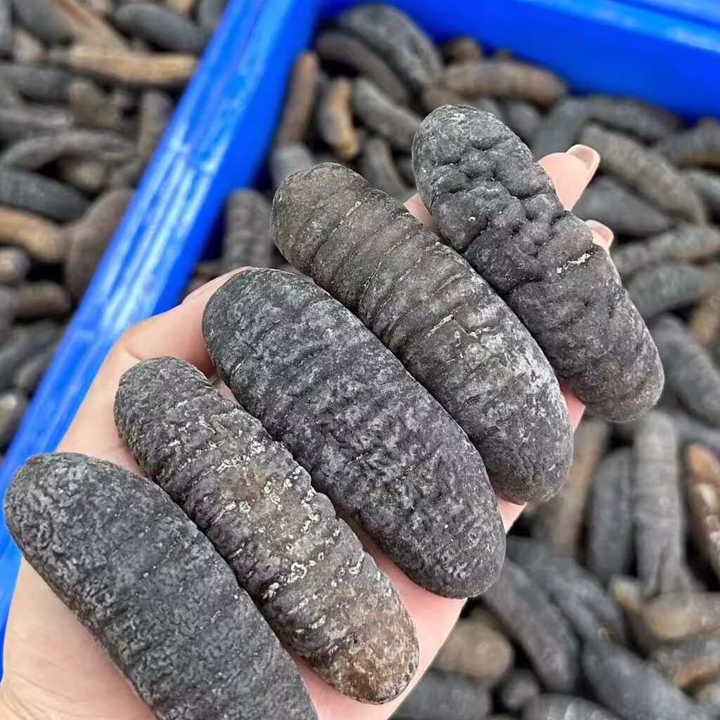 明秃参 淡干海参干货 肉质很厚实爽滑6-8头 10-12 15头500克包邮