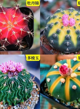 仙人球植物净化空气球兜室内阳台