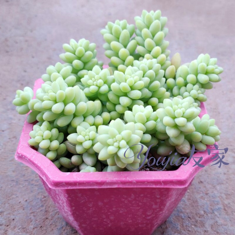 新玉坠多肉植物爆盆玉坠绿植盆栽 玉缀老桩群生彩虹玉坠