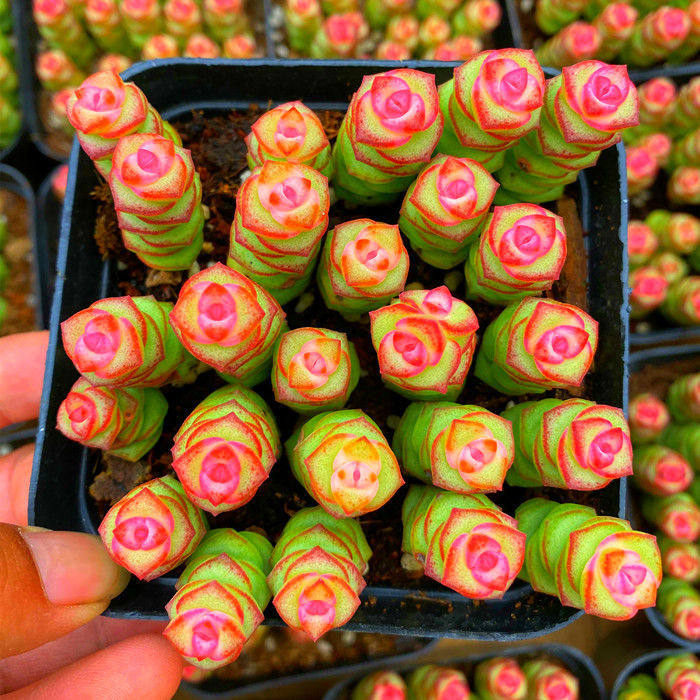 彩色钱串多肉植物室内新手好养肉肉钱串子稀有品种盆栽花卉防