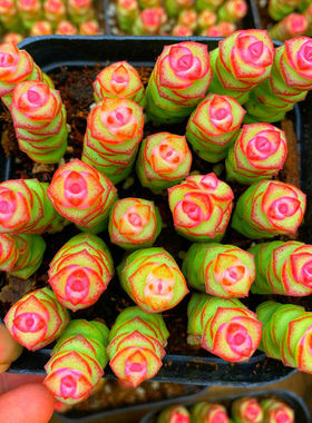 多肉植物盆栽花卉钱串子彩色钱串