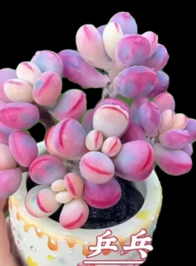 肉肉植物净化空气多肉植物