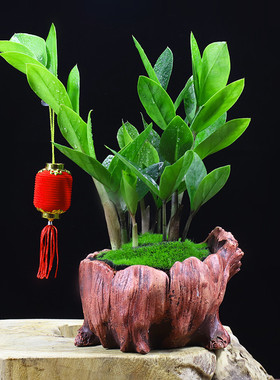 金钱树办公室内植物吸甲醛桌面