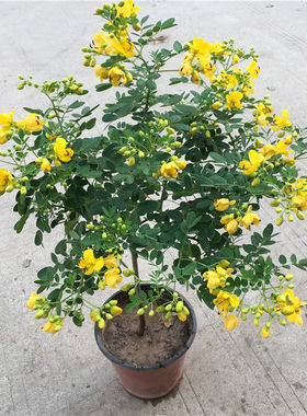 摆件黄金梅盆栽绿植植物黄金树花