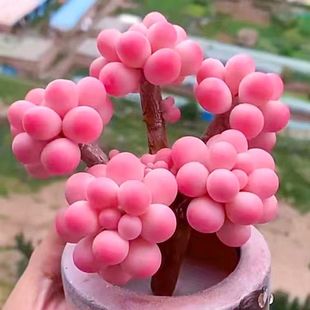 糖果桃蛋多肉植物腰子蛋多头老桩套餐室内办公室桌面盆栽净化空气