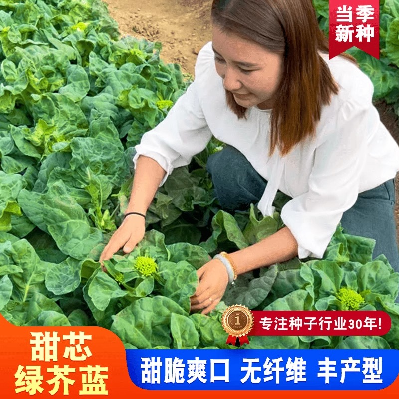 【甜芯绿芥蓝种子】芥兰