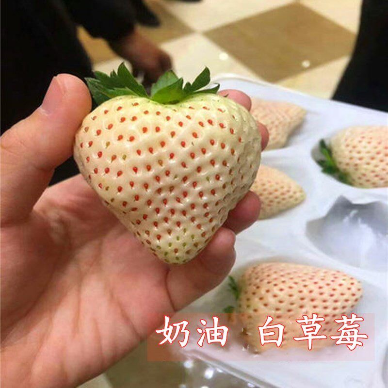 白奶油草莓籽家庭阳台盆栽
