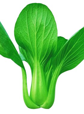 新绿秀青梗小白菜种子绿色蔬菜种孑四季种籽散装盆栽阳台菜园包邮
