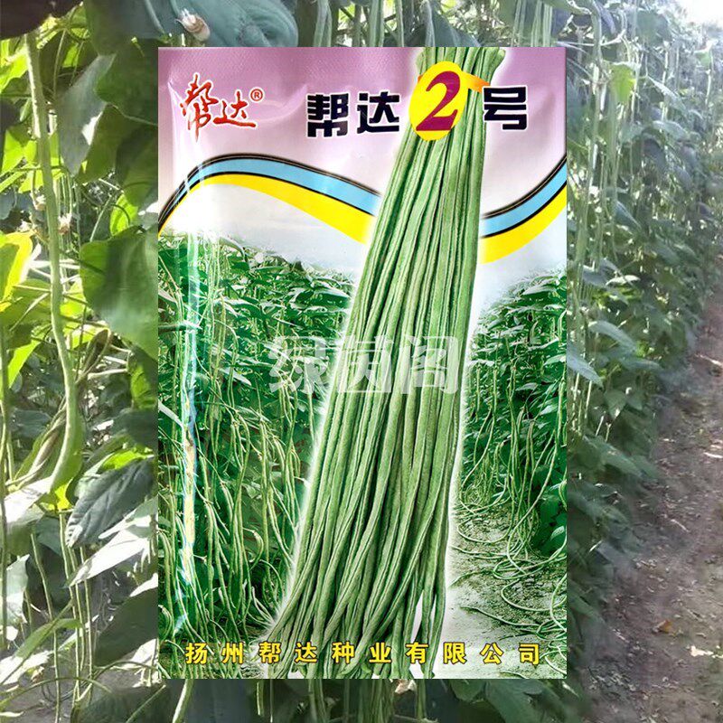 中熟长豆角种孑荚嫩肉质紧实