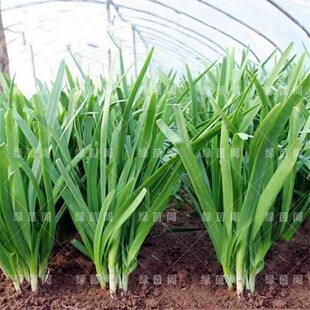 雪韭王韭菜种籽 791韭菜种孑根红紫根宽叶耐寒不休眠高产蔬菜种子
