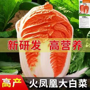 火凤凰白菜种子秋季耐热大白菜种子包心菜饺子菜种子耐寒蔬菜种子