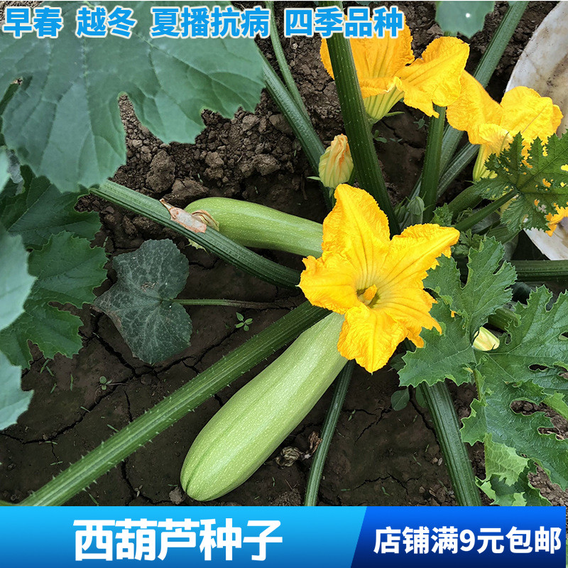 蔬果盆栽西葫芦种子